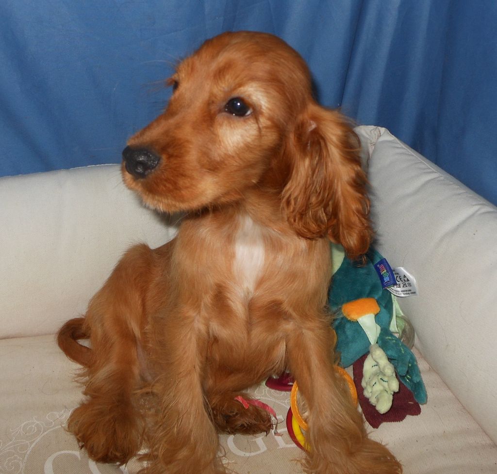 Pequelet des verdieres - Cocker Spaniel Anglais - Portée née le 24/05/2021