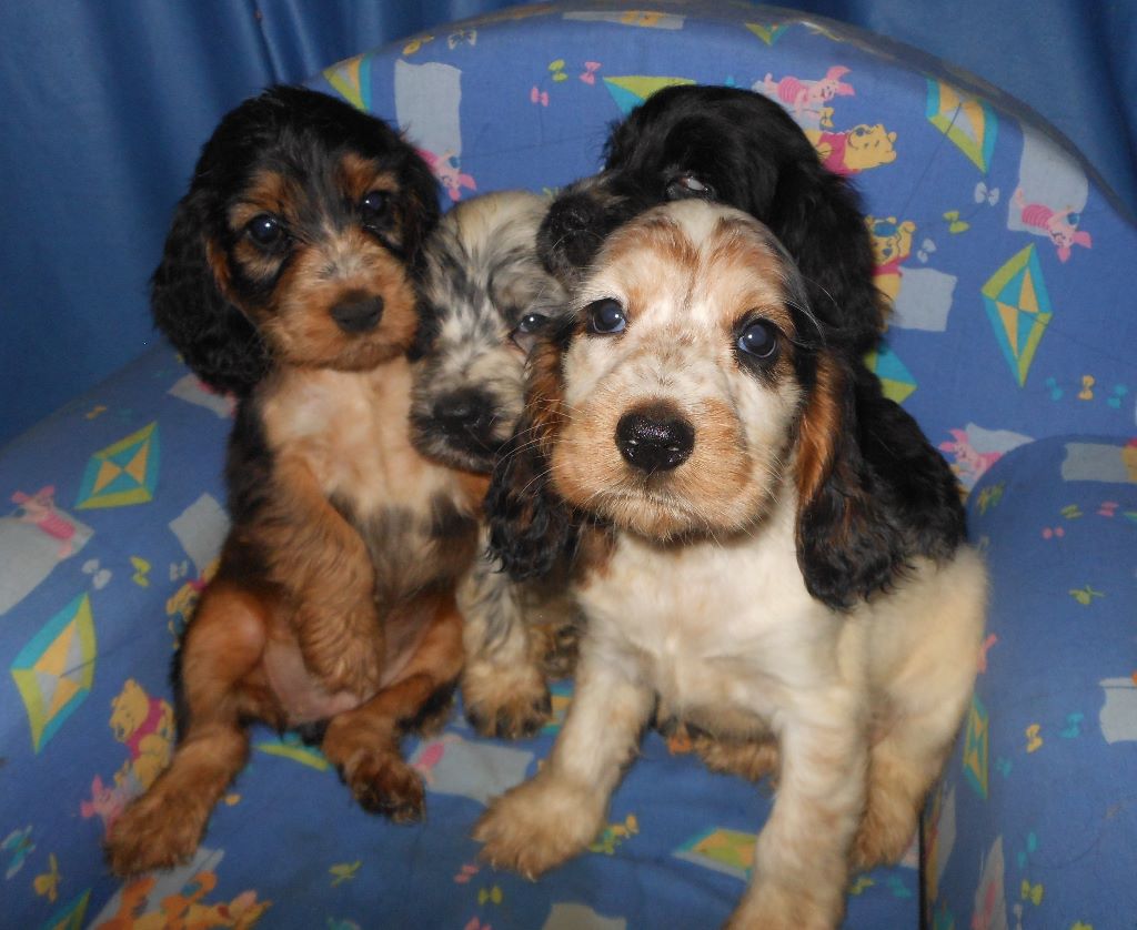 Pequelet des verdieres - Cocker Spaniel Anglais - Portée née le 23/04/2018
