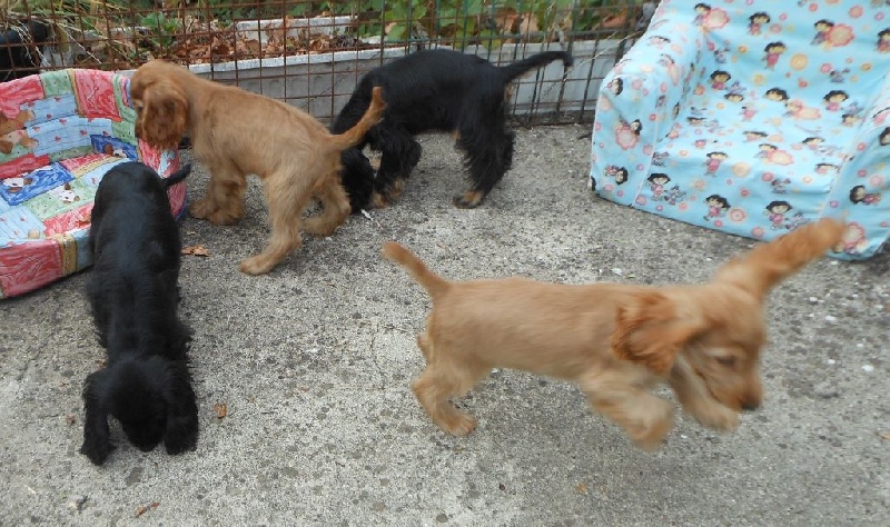 Pequelet des verdieres - Cocker Spaniel Anglais - Portée née le 09/05/2016