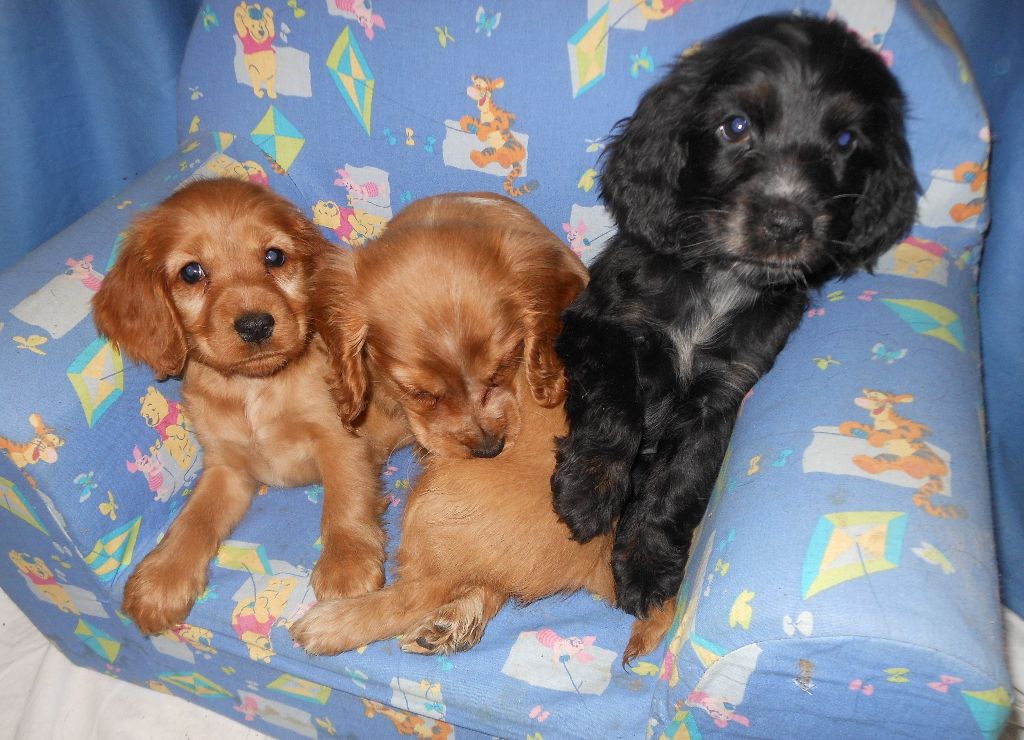 Pequelet des verdieres - Cocker Spaniel Anglais - Portée née le 20/11/2020